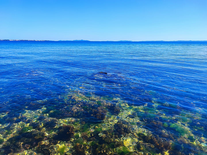 The Ancient Legacy of Sea Moss — A Timeless Superfood