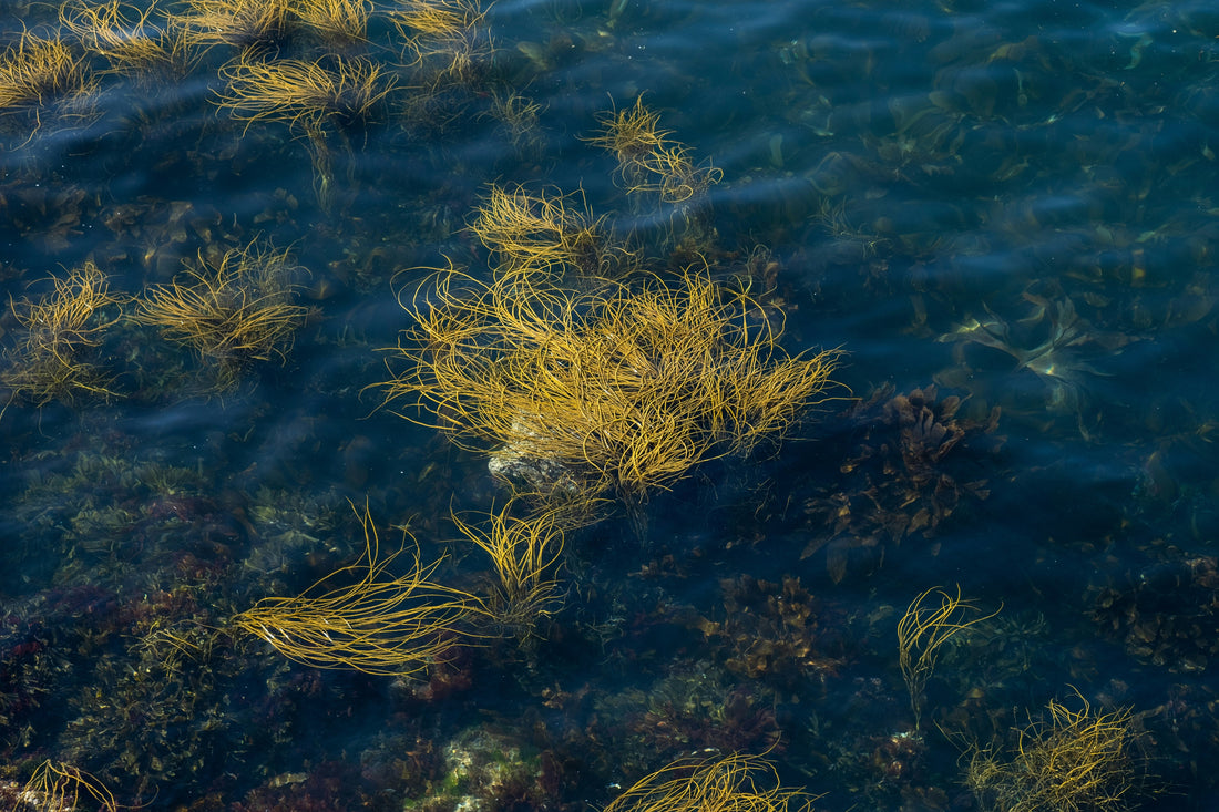 How to Make Sea Moss Gel at Home: Easy Step-by-Step Guide